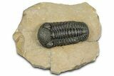 Detailed Phacopid (Morocops) Trilobite - Foum Zguid, Morocco #363148-3